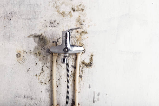  Amherst, VA Mold Removal Pros