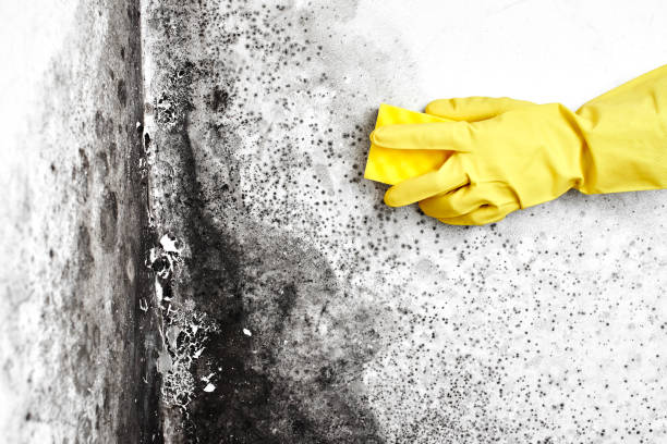 Best Localized Mold Remediation (e.g., coastal areas, humid climates) in Amherst, VA