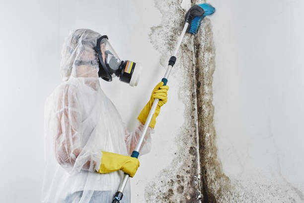 Best Insurance-Related Mold Remediation in Amherst, VA