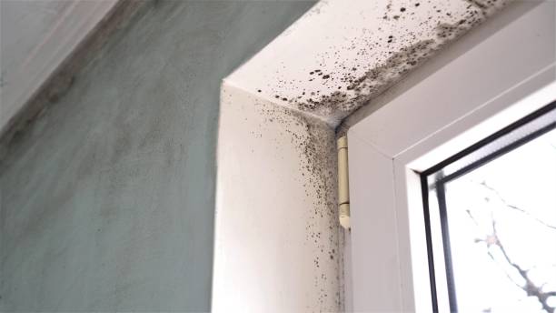 Best DIY Mold Remediation Support Services in Amherst, VA