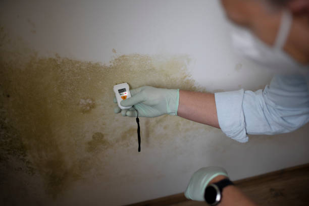 Best Residential Mold Remediation in Amherst, VA