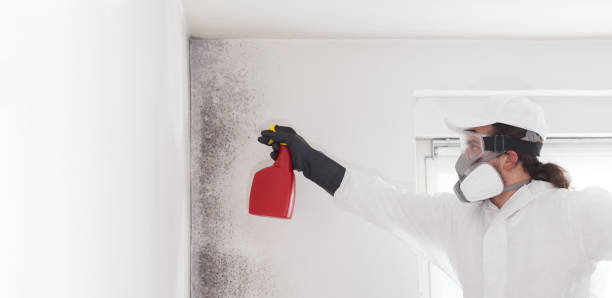 Trusted Amherst, VA Mold Remediation Experts
