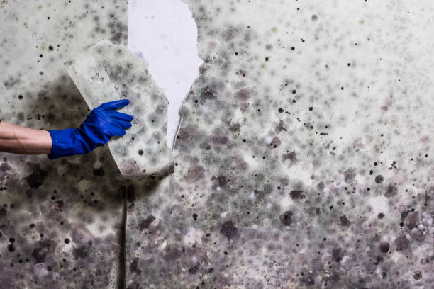 Best Basement Mold Remediation in Amherst, VA