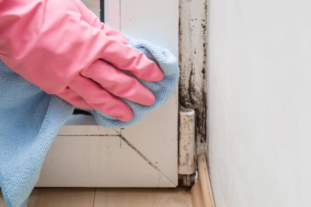 Best Health and Safety Mold Remediation in Amherst, VA